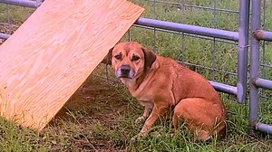 16K views · 381 reactions | This gentle dog was discarded by the...