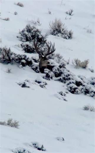 Nothing beats Muley and snow covered sage 🦌 #bigbuck #muledeer