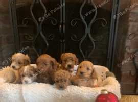8 cockapoo puppies F1B - £1,500