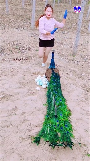 🦚 Magnificent Peacock Video | Stunning Beauty of the Peacock #peacock #peacockdance #peacockvideo