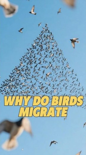 Why do birds migrate?