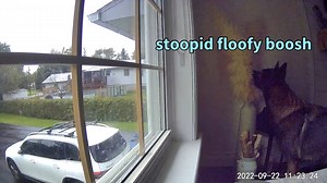 SPY CAM: German Shepherds Caught On Camera 👀 - I always assumed my dogs just slept while we weren't home but this made me realize I was wrong lol basically they just take turns checking the windows every two minutes and barking at nothing. Guess they really are guard dogs 🤣 This was after a nice long exercise session too | Jade the Sable GSD