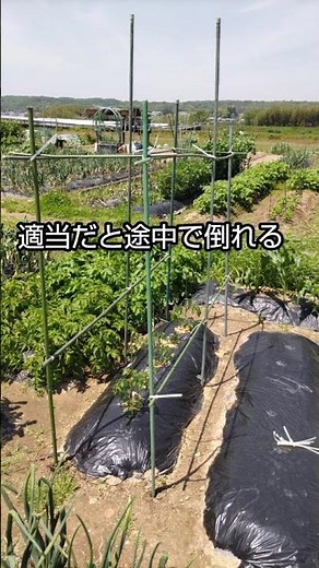 #4倒れないトマト支柱の作り方👉「本支柱、これでOK」