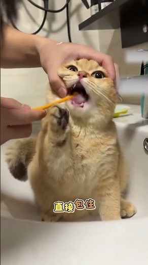 从小训练猫咪把你当作妈妈的秘诀