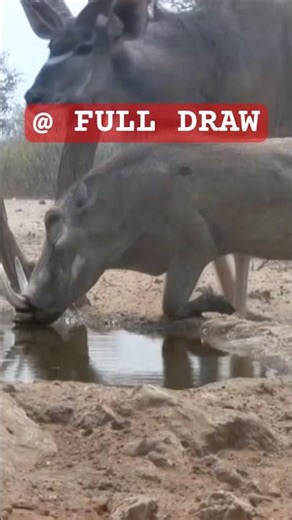 Warthog Bowhunt with a Complete Pass-Through! (Waterhole Shot) #hunting #bowhunt #wildlife #fulldraw