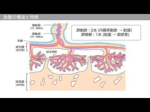 【解剖学】胎盤の構造と特徴 (国家試験対策)