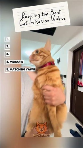 Ranking the best cat imitation videos