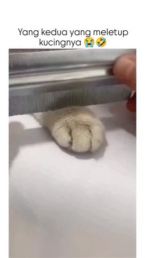 unic shortz on Instagram: "Instagram shares a 63-second compilation video of cats in comical mishaps, such as pawing under doors, fleeing from popping balloons, and chasing dancing cactus toys, which has amassed 3 million views and 15,000 likes since September 11, 2025. Posted by , whose bio emphasizes personal and account growth, the silent video leverages universal pet humor to drive engagement, with replies in Indonesian highlighting favorite "exploding cat" moments for laughs. Cat startle re