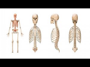 Anatomy and Physiology I Lesson 5: The Axial Skeleton