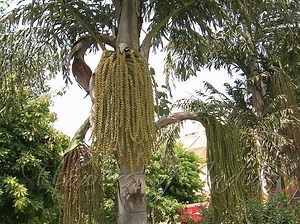 Caryota urens - Alchetron, The Free Social Encyclopedia