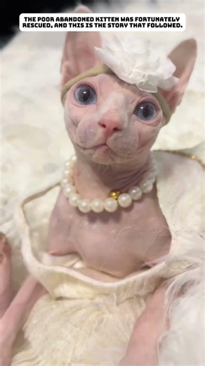 a small, hairless kitten was abandoned in a snowstorm. #cat #animals