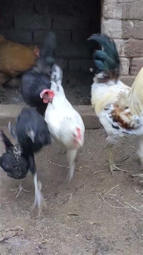 Morning Rooster Crowing | Natural Wake Up Call for Relaxation#RoosterCrowing #MorningNatureSounds