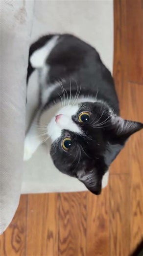 Unexpectedly Cute Kitten Moments 🐾 | Viral Cow Cat Behavior That Will Melt Your Heart 💖 #cat #pigfee