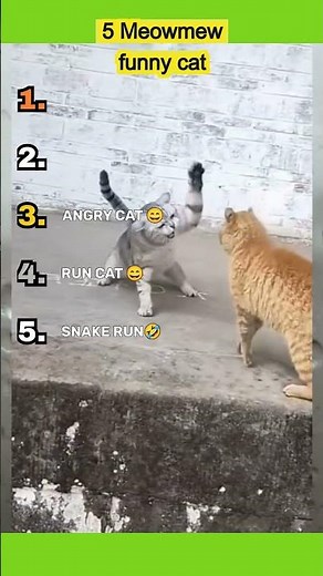 funnycats😂😂😂#funnycats #cutecats #funnyvideos 😂 #viralvideos
