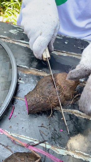 ROOT CROPS FOR PLANTING #rootcrops #fypシ゚viralシ2024fyp | Mark of the Jungle Plants