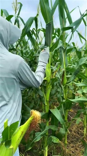 The process of cutting corn stalks efficiently #shorts