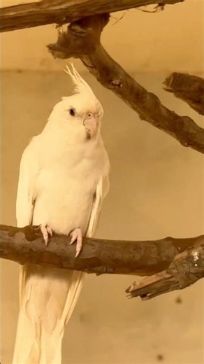 cinimini zoo #shorts #viralvideo #shortvideo