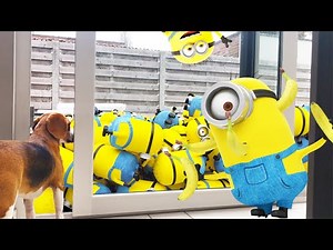 💛🌟Minions in Real Life Compilation🌟💛 : Funny Dogs Louie & Marie