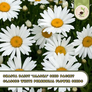 Shasta Daisy 'alaska' Seed Packet - Classic White Perennial Flower Seeds - Etsy