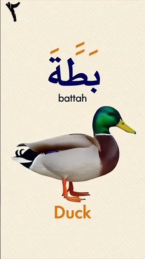Learn Arabic Letter B | Fun & Easy Lesson for Kids :تعلم حرف الباء | درس ممتع وسهل للأطفال