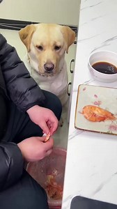 8K views · 166 reactions | dog eats shrimp really particular, peel the shell, dip, one #doglover #dogfunny #fundog #dog | Golden Retriever Smart | Facebook