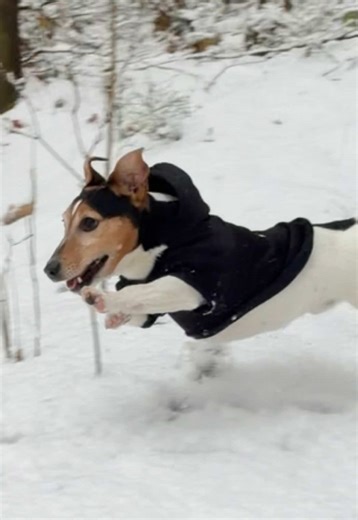 🪥🧼🐶❣️ #jackrussell | jack russell