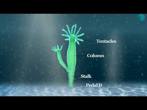 Asexual Reproduction in Animals