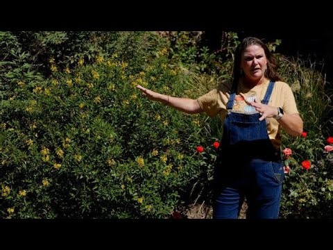 Get It Growing: Rain-of-gold” full of blooms, even in drought