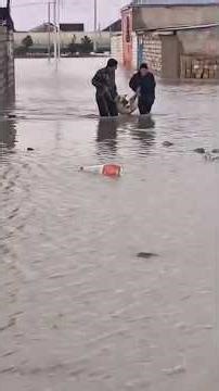 Рамин поехал спасать собак в другом приюте. Потому что чужих собак не бывает!