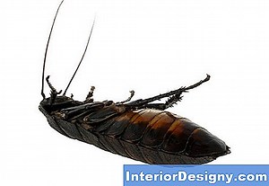 Maison: Comment Se Débarrasser Du Goût De Plastique Dans Une Ligne De Machine À Glaçons - 2026 | Fr.Interior-Designy.com