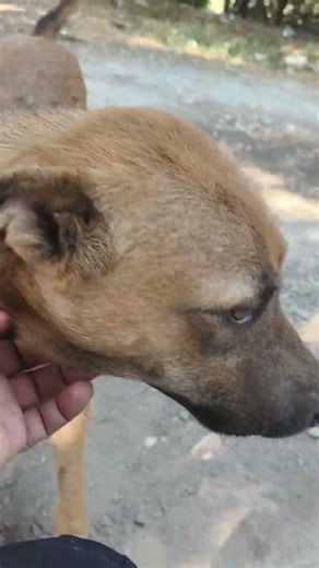 funny dog vidoes for kids to watch #dog #dogs #dogsofyoutube #cutedoggies