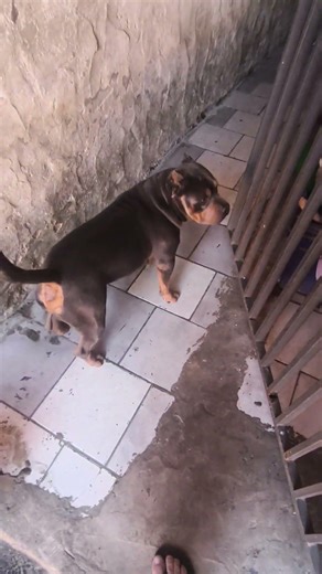 Halley está querendo alguma coisa 🐶🤨 #pets #petsfofinhos #cachorro #dogs #puppy #cute