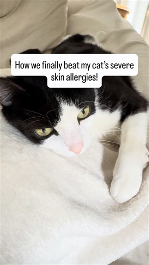 My Cat Struggled With Itching for 2 Years 💔