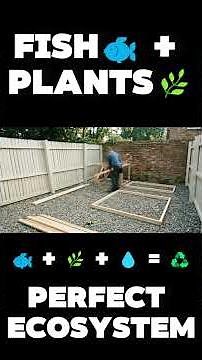 I Replaced Dirt with Fish Water! 🐟🌿 #Aquaponics