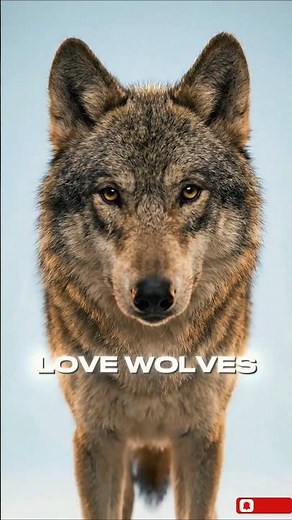 Love Wolves? These 5 Dogs Look Just Like Them.