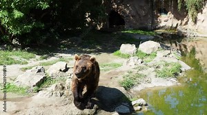 The Eurasian brown bear Ursus arctos is common subspecies of brown bear. The bear walks around its possessions, stands on its hind legs and inspects the territory. Animal dangerous forest predator Stock Video