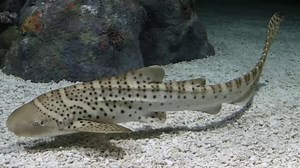 1.7K views · 113 reactions | Awesome Shark Guardian Shark Fact: They are known as Leopard sharks or Zebra Sharks. Why? Because of their amazing transformation from juvenile to adult sharks | Shark Guardian | Facebook