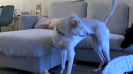 See dog's adorable fall caught on camera