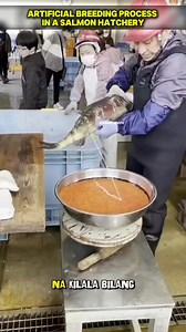 611K views · 5.8K reactions | Artificial breeding process in a salmon hatchery. #salmon #breeding #process #reels | DabarkadzTv | Facebook