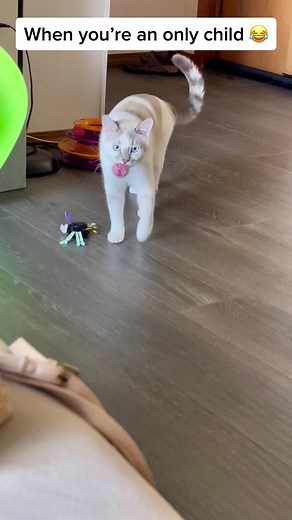 This is why there is always cat toys laying around 🙄 #onlychild #foryoupage #fyp #cattok
