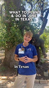 Here's a planting guide for June in Texas! ☀️ For perennial flowers plant: Mexican Heather, Gazanias, Dusty Miller, & salvias For annuals plant: Ice plant, Purslane, Vinca, Gerber Daisy, & celosias For shrubs plant: Blue plumbago, Pride of Barbados, lantana, coral bean, yucca, butterfly bush, milkweed, & hibiscus For herbs plant: mint, lemon grass, basil, rosemary, oregano, & hierba bueno & For veggies plant: peppers | Rainbow Gardens