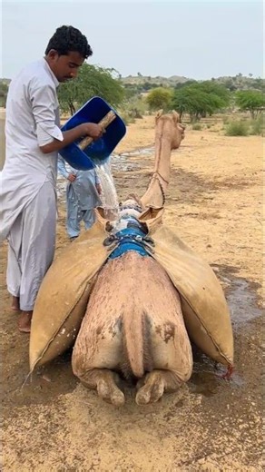 صبي صغير يضع وزن الماء على الجمل