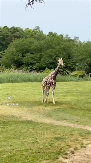 Visiting FREE Cape May County Park & Zoo - Peacocks; FREE ADMISSION. Accept donations - Mammals (2 of 3) (6/5/2025)#capemay #capmaynj #capemayzoo #capemaycountyzoo #nj #nyskiclub #zoo | NY Ski & Snowboard Club