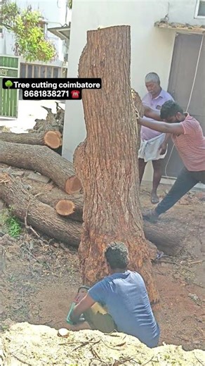 Coimbatore coconut tree cutting service dangerous tree removal safe and fast work call ☎️8681838271