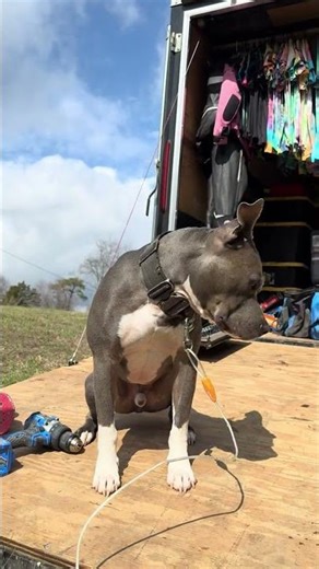 When a lady bug interrupts your sun bath… #dog #spring #sunshine #freshair #knuckleheadedadventures