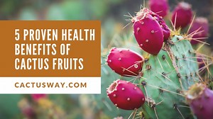 15 reactions | Cactus fruits have amazing benefits you probably didn't know existed. Whether you want to feel energized or get leaner, the cactus fruits have both nutritional and health benefits | CactusWay | Facebook