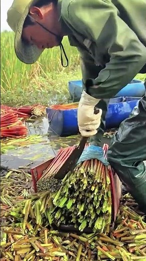 How Water Lilies Are Harvested: The Traditional Process