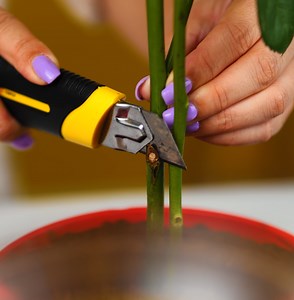 Clever Planting Hacks for Beginners: Start Your Garden with Confidence | 5-Minute Crafts Green