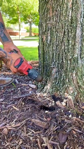 This comes with tree work 🌳🌳 #squirrel #treeservice #trees | Janny Tree