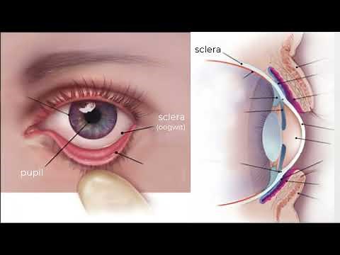 The anatomy of the eye.